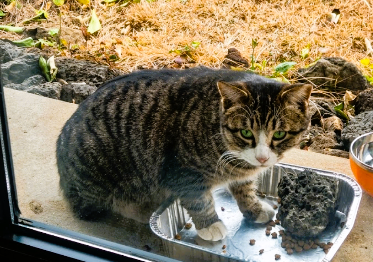 Wild cat being fed on Jeju Island South Korea, representing compassion and hope in difficult times