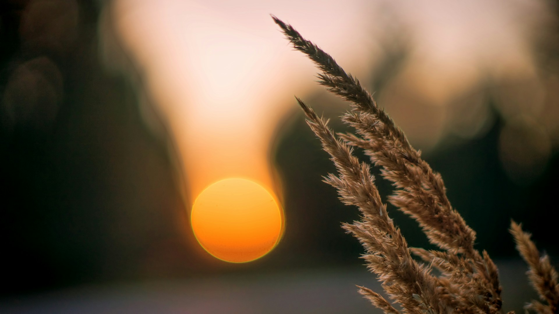 Golden sunset light glowing behind a dry grass stalk, evoking the turn from summer into winter.