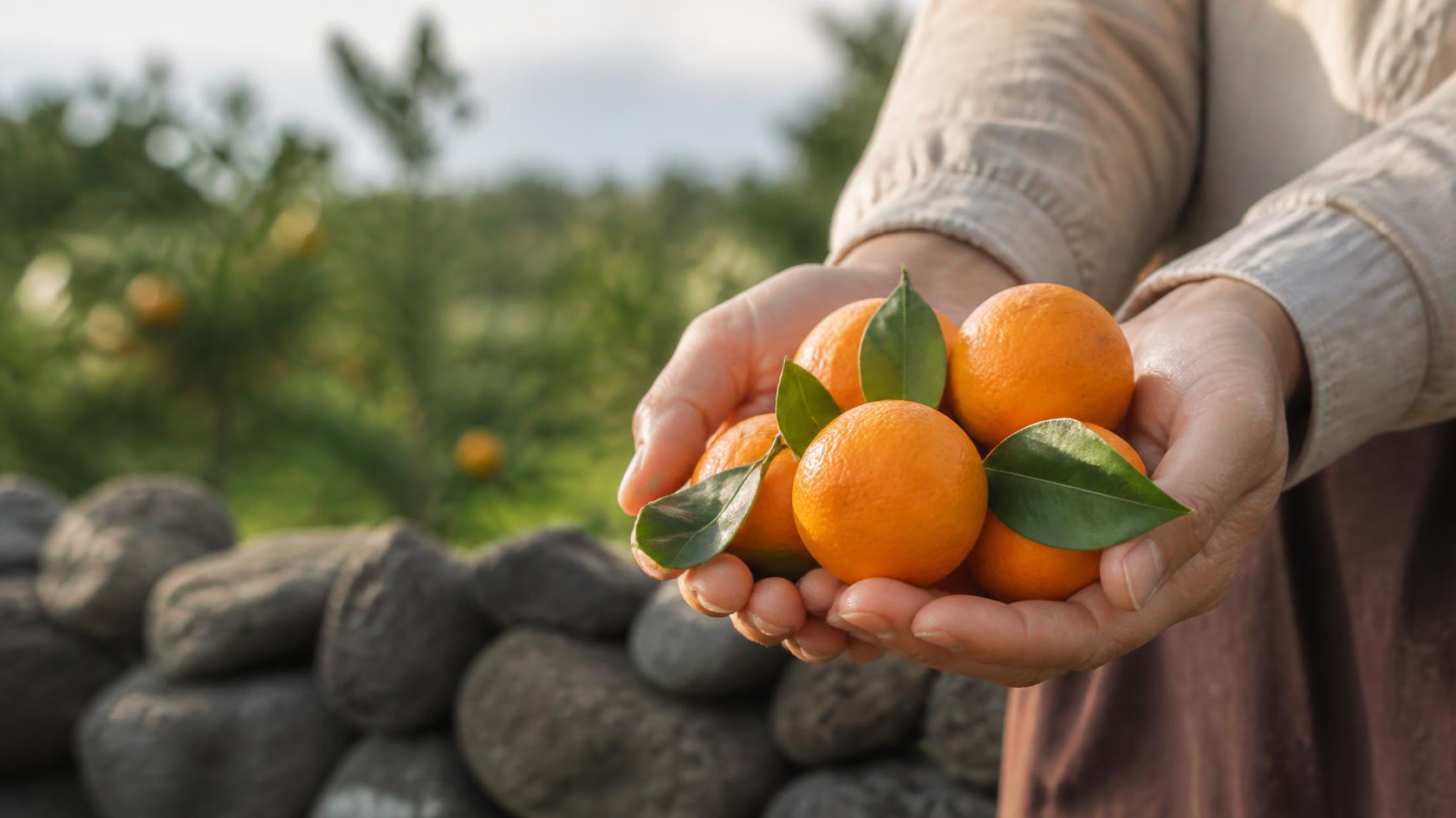 Open hands offering fresh Jeju tangerines in a garden